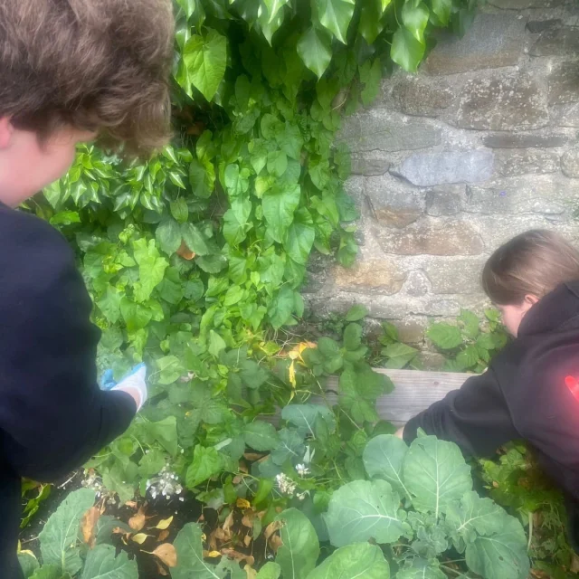 Young people really enjoyed our garden session , weeding ,planting and planning our wildlife pond #greenarchipelago @localmotioncaerfyrddin
