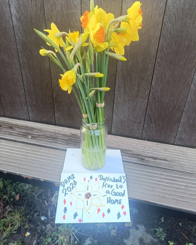 Help yourself to some Dr Mz daffodils 🌼